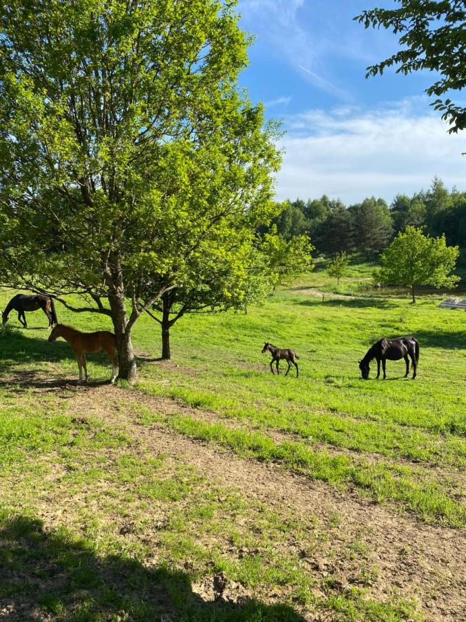 Koziula - Domki Na Kaszubach Villa Przywidz  Exteriör bild