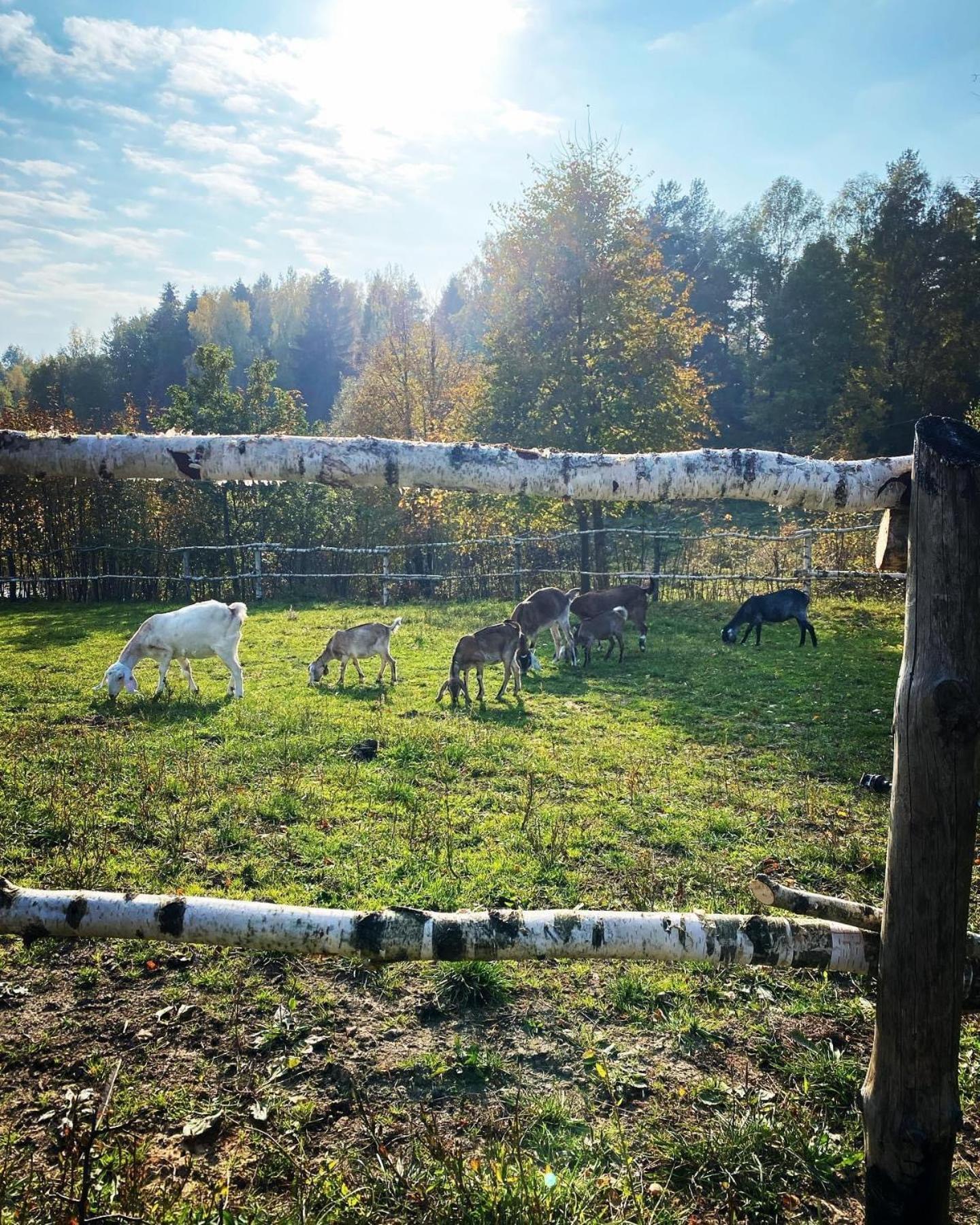 Koziula - Domki Na Kaszubach Villa Przywidz  Exteriör bild