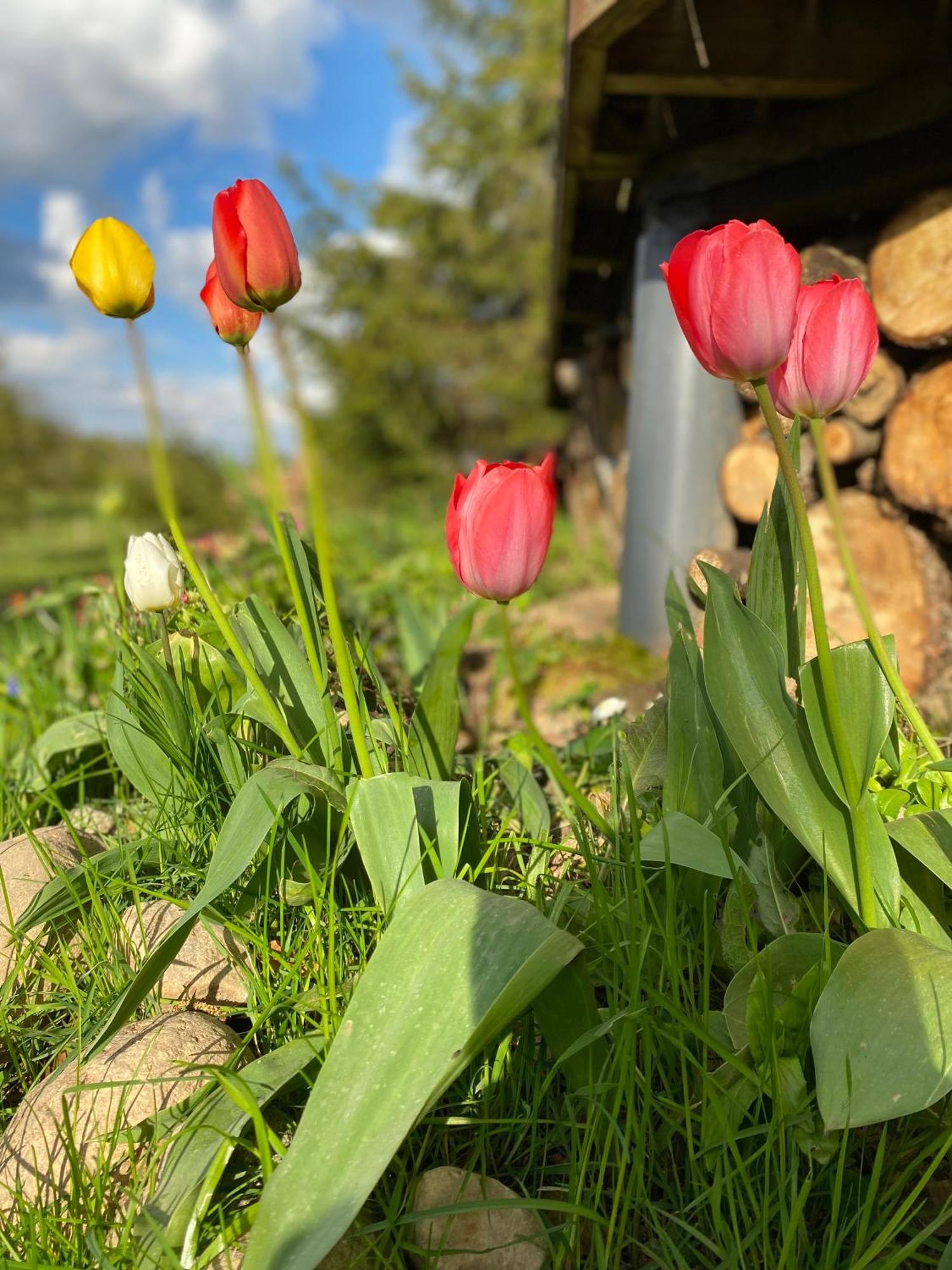 Koziula - Domki Na Kaszubach Villa Przywidz  Exteriör bild