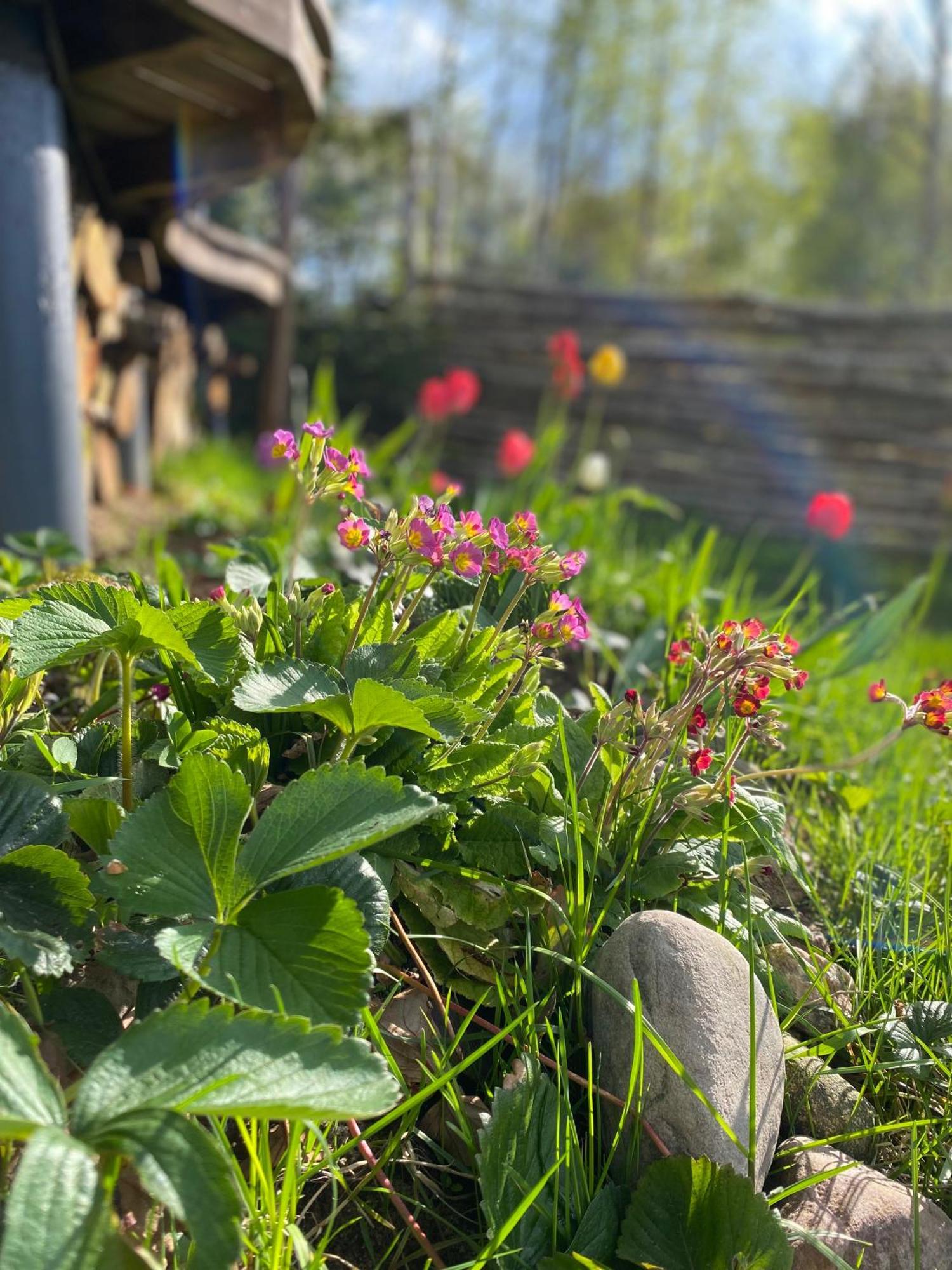 Koziula - Domki Na Kaszubach Villa Przywidz  Exteriör bild