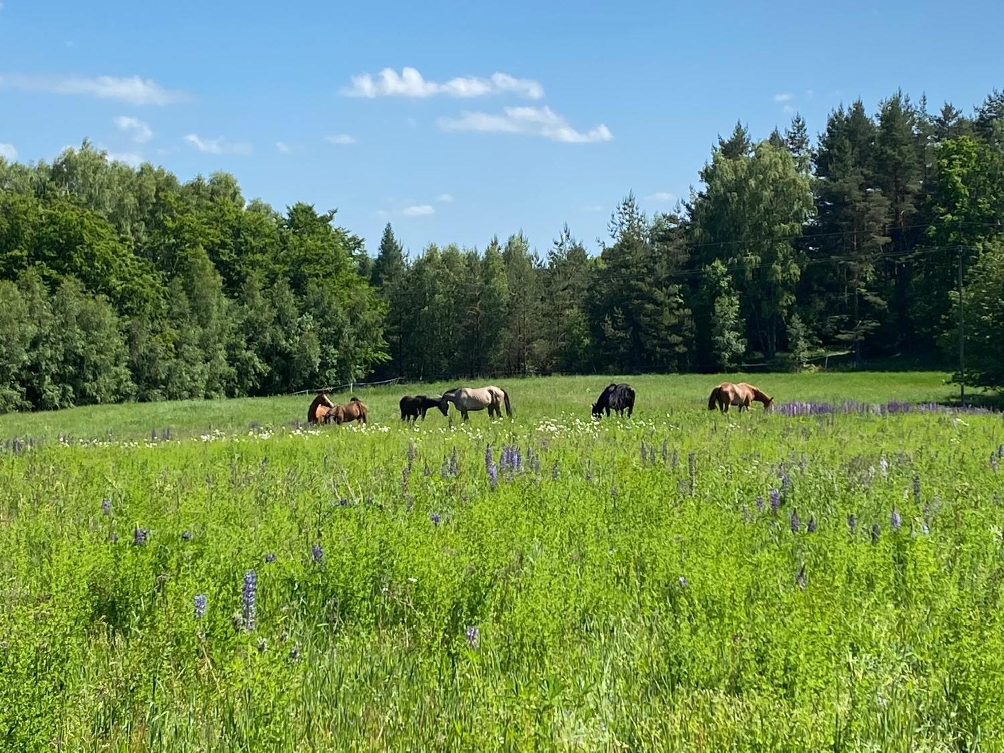 Koziula - Domki Na Kaszubach Villa Przywidz  Exteriör bild