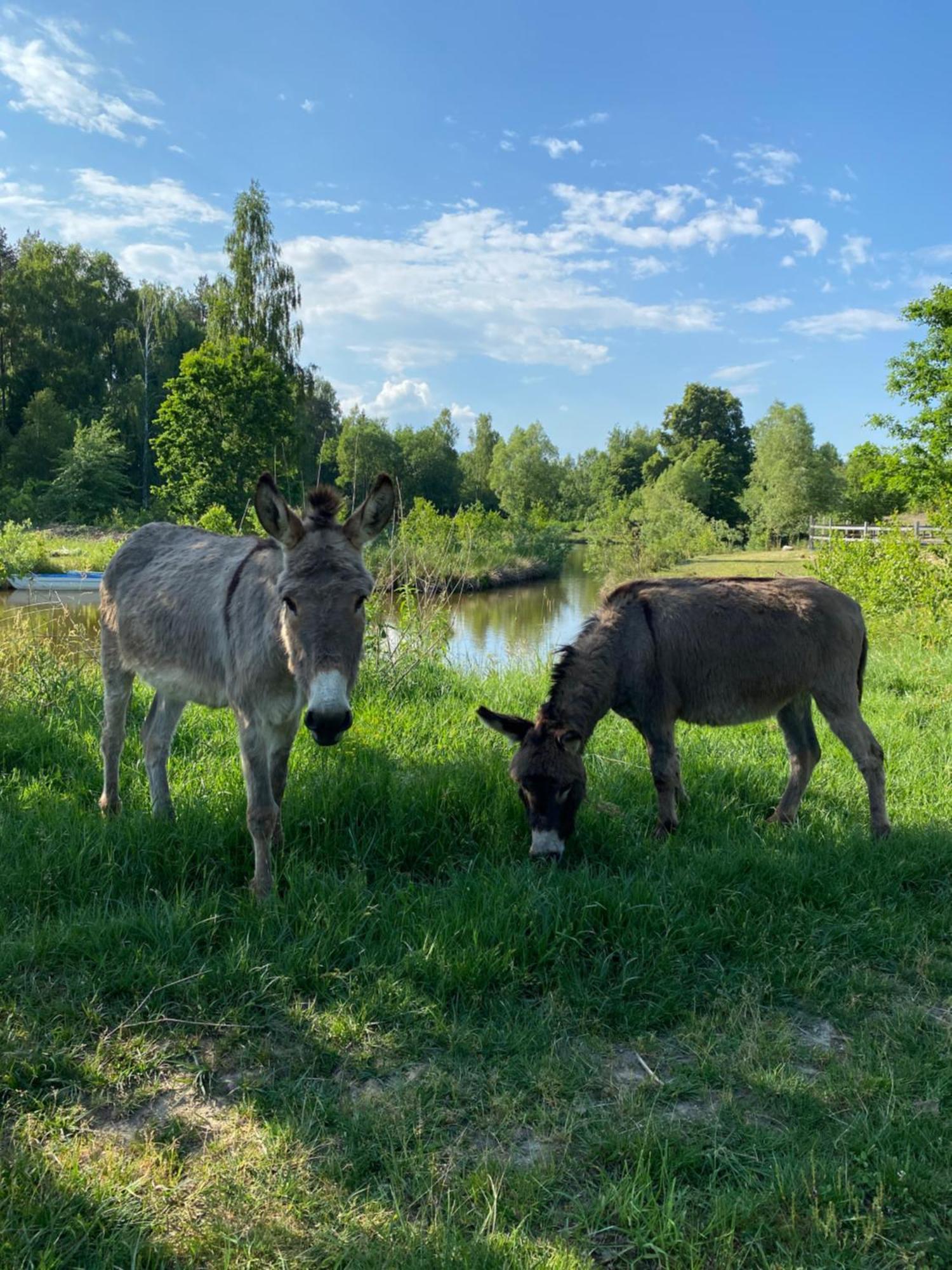 Koziula - Domki Na Kaszubach Villa Przywidz  Exteriör bild